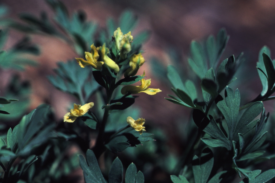 yellow corydalis